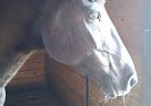 Missouri Fox Trotter - Horse for Sale in New Hampton, NH 03256-48
