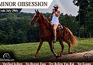 Tennessee Walking - Horse for Sale in Hamden, OH 45634