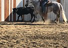 Quarter Horse - Horse for Sale in Redlands, CA 92399