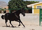 Andalusian - Horse for Sale in Elche,  03296