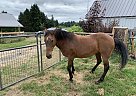 BLM Mustang Mare Nari