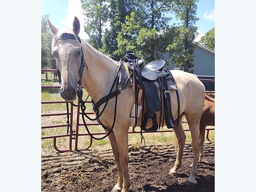 17hh Palomino Mare