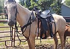 Saddlebred - Horse for Sale in Bemidji, MN 56601