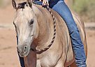 Quarter Horse - Horse for Sale in , AZ 85012