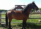 Morgan - Horse for Sale in Lloydminster, AB T0b3x0