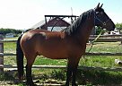 Morgan - Horse for Sale in Lloydminster, AB T0b3x0 Morgan - Horse for Sale in Lloydminster, AB T0b3x0