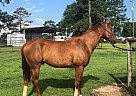 Red - Gelding in Buna, TX Red - Gelding in Buna, TX