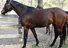 A Show Propsect Dutch Warmblood Mare
