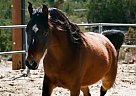 Callnme Wyatt Half Arabian Gelding