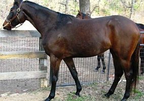 Warmblood (Warmblood, Mare) in Montgomery, TX