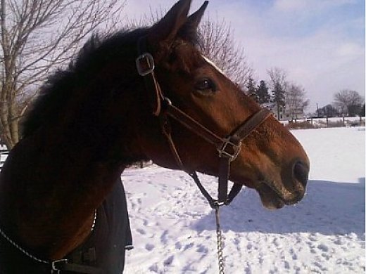 Bay Warmblood Gelding