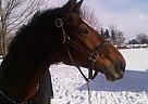 Warmblood - Horse for Sale in St. Thomas, ON 