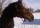 Warmblood - Horse for Sale in St. Thomas, ON Warmblood - Horse for Sale in St. Thomas, ON