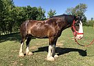 Diesel - Gelding in Medina, MN Diesel - Gelding in Medina, MN