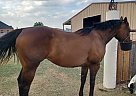 Quarter Horse - Horse for Sale in FORT WORTH, TX 76179
