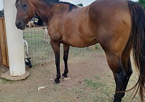 Quarter Horse (Quarter Horse, Mare) in Fort Worth, TX