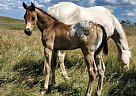 Appaloosa - Horse for Sale in New England, ND 58647 Appaloosa - Horse for Sale in New England, ND 58647