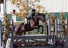 English Show Horse Carousel