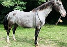 Appaloosa - Horse for Sale in Brooksville, KY 41004