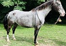 Appaloosa - Horse for Sale in Brooksville, KY 41004 Appaloosa - Horse for Sale in Brooksville, KY 41004