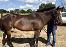 Gentle Giant Gelding Paint Gelding