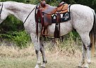 Quarter Horse - Horse for Sale in , MO 65401