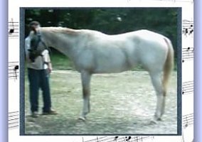 Appaloosa (Appaloosa, Mare) in Fitzpatrick, AL