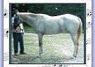 Appaloosa - Horse for Sale in Fitzpatrick, AL 