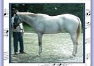 Appaloosa - Horse for Sale in Fitzpatrick, AL Appaloosa - Horse for Sale in Fitzpatrick, AL