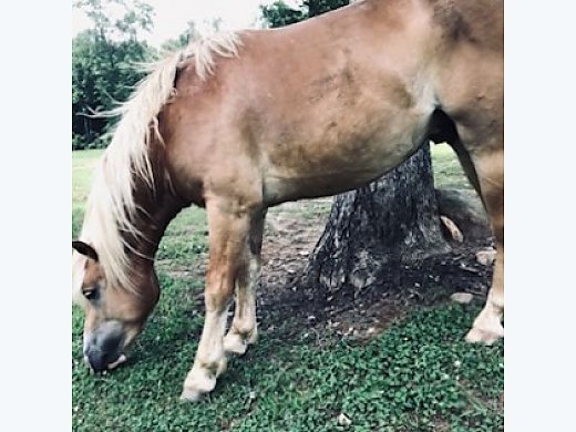 Halflinger Stallion