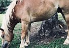 Haflinger - Horse for Sale in Mineral Bluff, GA 30559