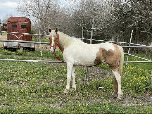 Missouri Foxtrotter