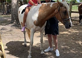 Missouri Fox Trotter (Missouri Fox Trotter, Mare) in Spring, TX