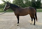 Quarter Horse - Horse for Sale in Stephenville, TX 76401 Quarter Horse - Horse for Sale in Stephenville, TX 76401