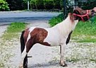 Gypsy rose - Mare in Munfordville, KY Gypsy rose - Mare in Munfordville, KY