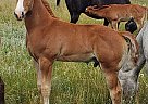 Appaloosa - Horse for Sale in New England, ND 58647 Appaloosa - Horse for Sale in New England, ND 58647