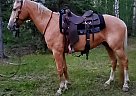 Belgian Draft - Horse for Sale in Sebeka, MN 56477 Belgian Draft - Horse for Sale in Sebeka, MN 56477