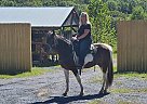 Tennessee Walking - Horse for Sale in Luray, VA 22835