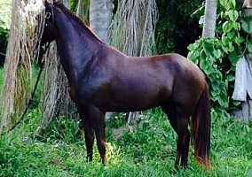 Paso Fino (Paso Fino, 17 yrs) in Fort Lauderdale, FL