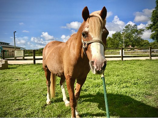 Welsh Pony Jumper for Sale