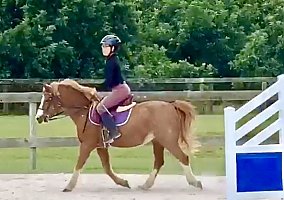 Welsh Pony and Cob (Welsh Pony and Cob, Gelding) in Miami, FL
