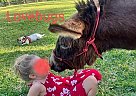 Donkey - Horse for Sale in De Leon Springs, FL 32130 Donkey - Horse for Sale in De Leon Springs, FL 32130