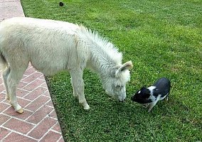 Donkey (Donkey, Mare) in De Leon Springs, FL