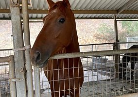 Thoroughbred (Thoroughbred, Mare) in East Hemet, CA