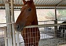 Thoroughbred - Horse for Sale in East Hemet, CA 92544