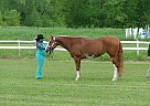 All Around Paint Mare Paint Mare