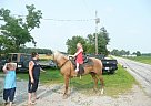Palamino Tennesseee Walker Tennessee Walking Mare