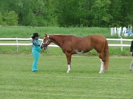 All Around Paint Mare