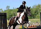 Paint - Horse for Sale in Kingston, ON K7P2A4 Paint - Horse for Sale in Kingston, ON K7P2A4