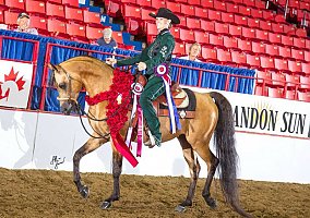 Arabian (Arabian, Mare) in Custer, SD